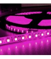 Ruban à leds 12V 3528 rose 5m